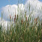 Cattails