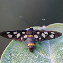 Moth