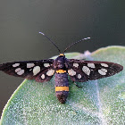 Moth