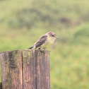 Vermilion Flycatcher