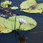 Water Lily