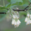 American bladdernut