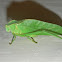 Bush Katydid