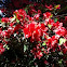 Azaleas
