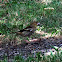 Hawfinch