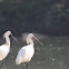 Eurasian Spoonbill