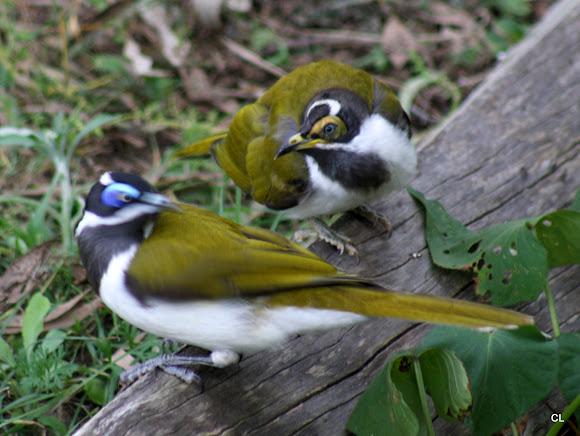 Spotting Image 1