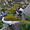 Blue-faced Honeyeater