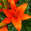 Lily