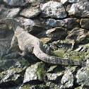 Water monitor