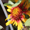 Common blanketflower
