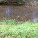 Blue heron