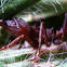 Leaf-cutting ant, Sauva