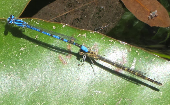 Spotting Image 1