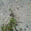 Velvet Ant