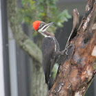 Pileated Woodpecker + Video