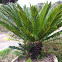 Sago palm