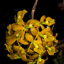 dingy-flowered star orchid