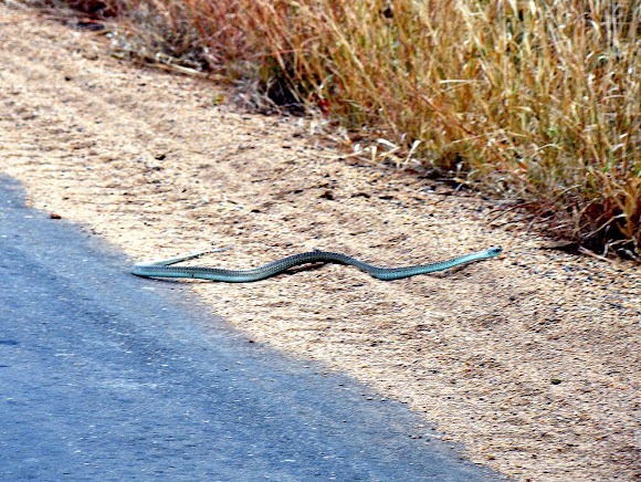 Spotting Image 1
