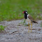 Red Wattled Lapwing
