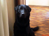 Busco Novia Hola Soy Un Bien Parecido Labrador