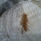 House centipede