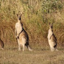 Eastern Grey Kangaroo