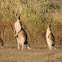 Eastern Grey Kangaroo