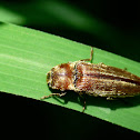 Click beetle