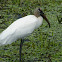 Wood Stork