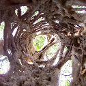 Strangler Fig