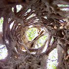 Strangler Fig