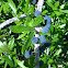 Elbowbush fruit