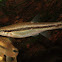 Eastern Blacknose Dace