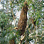swarming bees