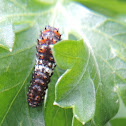 Eastern Black Swallowtail Caterpillar