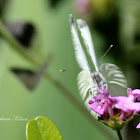 Cabbage White Butterfly