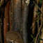 mouse lemur