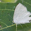 Common Moonbeam