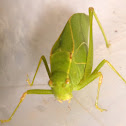 Katydid
