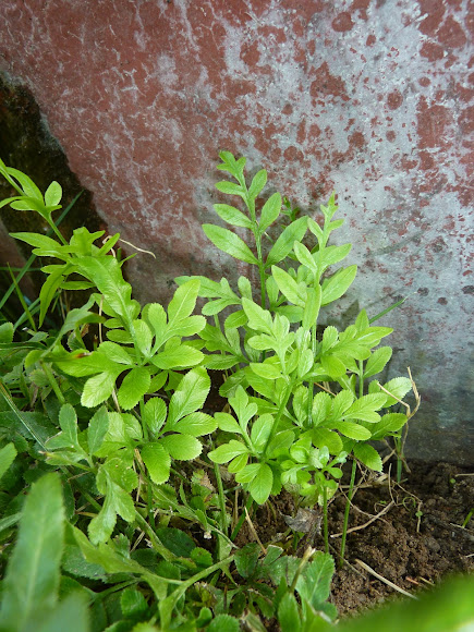 Spotting Image 1