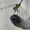 skimmer