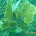 Common Sea Fan