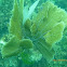 Common Sea Fan