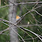 European Robin