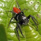 Jumping spider