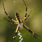 Writing spider