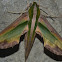 moth