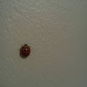 Japanese ladybug