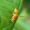 fruit fly